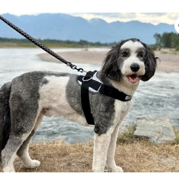 Aqua and Black Dog Harness - Picture 5 of 11